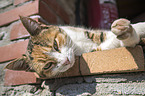 lying Cat