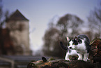 standing Domestic Cat
