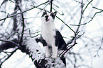 sitting Domestic Cat