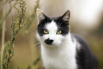 Domestic Cat portrait