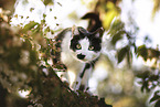 standing Domestic Cat
