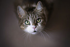 Domestic Cat portrait