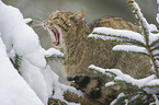 sitting Cat