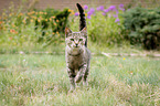 walking Domestic Cat