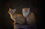 sitting Cats