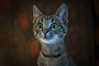Cat portrait