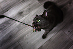 playing Cat