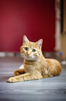lying Cat