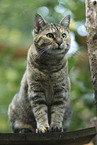 sitting Domestic Cat