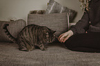 woman with Domestic Cat