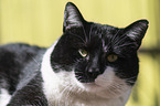 Domestic Cat portrait