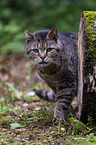 walking Cat