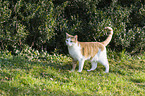 standing Domestic Cat