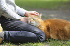 human with Domestic Cat