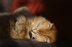 lying Domestic Cat