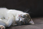 lying Domestic Cat