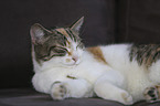 lying Domestic Cat