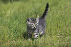 standing Kitten