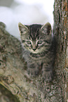 Kitten on a tree