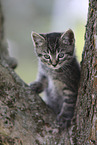 Kitten on a tree