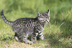 walking Kitten