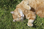 lying Domestic Cat