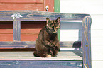sitting Domestic Cat