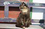 sitting Domestic Cat