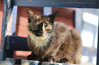 Domestic Cat