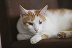 lying Domestic Cat