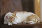 lying Domestic Cat