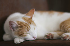 lying Domestic Cat