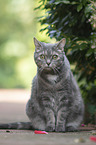 sitting Cat