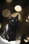 Domestic Cat