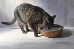 standing Domestic Cat
