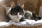 lying Domestic Cat