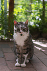 sitting Domestic Cat