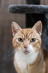 Domestic Cat portrait