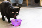standing Domestic Cat