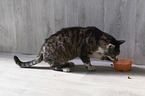 sitting Domestic Cat