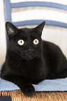 lying Domestic Cat