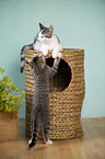 playing Domestic Kitten