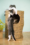 playing Domestic Kitten