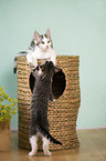 playing Domestic Kitten