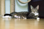 lying Domestic Cat