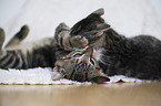 playing Domestic Kitten