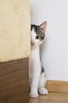 sitting Domestic Kitten