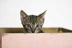 Domestic Kitten in a box