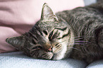 lying Domestic Cat