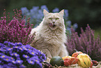 sitting cat
